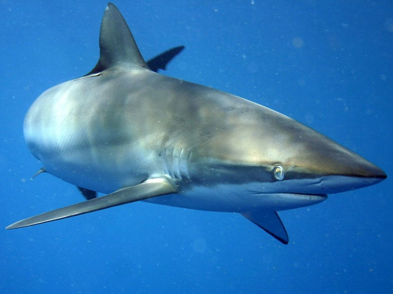 Silky Shark