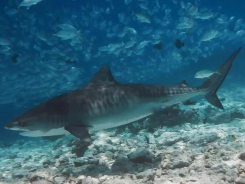 Tiger Shark