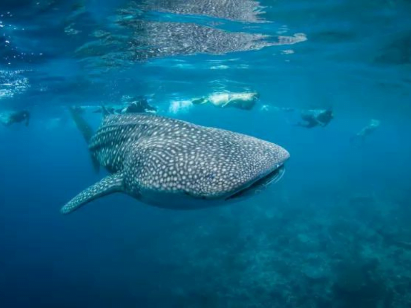 Whale Shark