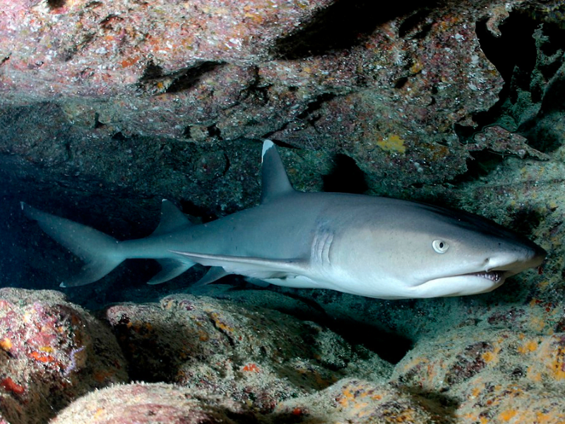 Whitetip Reef Shark