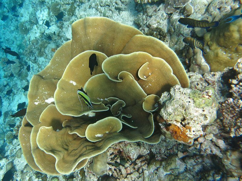 Red Sea Coral Reef 360°