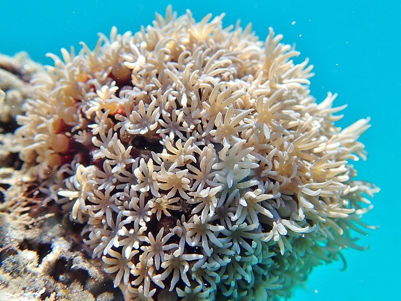 Vibrant Soft Coral