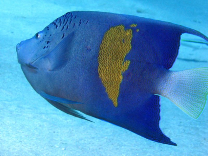 Lyretail AngelFish