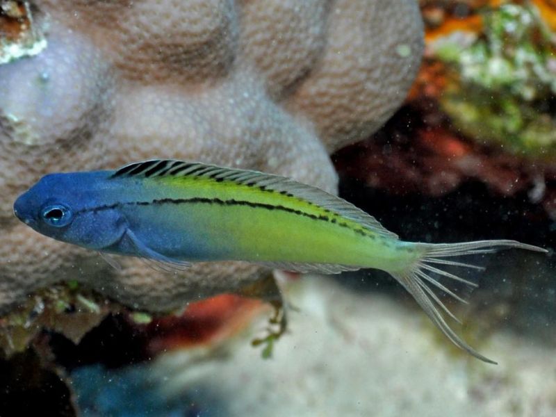 Black-lined Fang Blenny