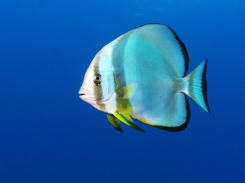 Circular Batfish