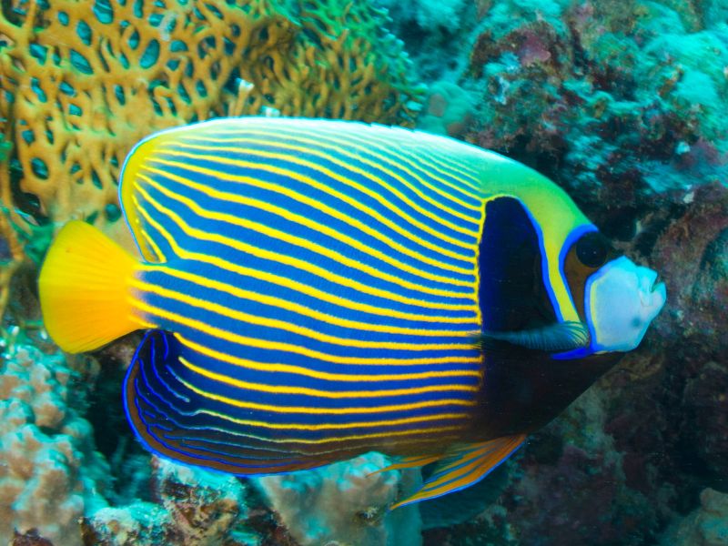 Arabian or Blue AngelFish