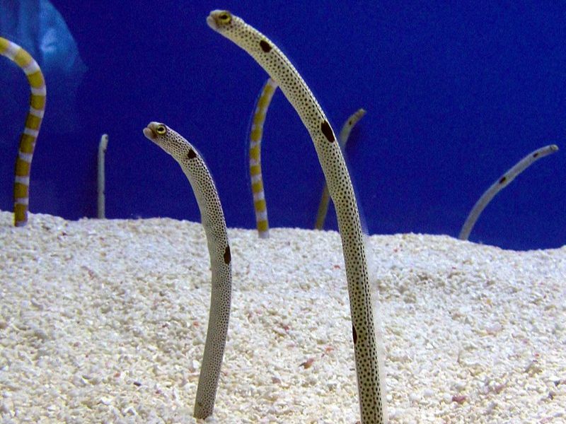 Garden Eel