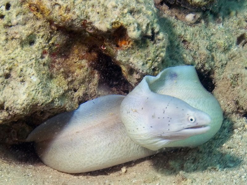 Peppered Moray