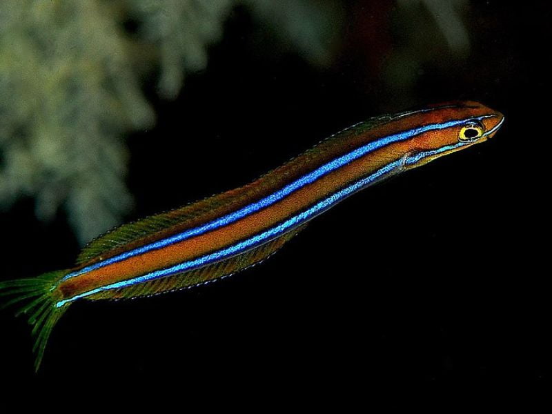 Scale-eating Sabretooth Blenny