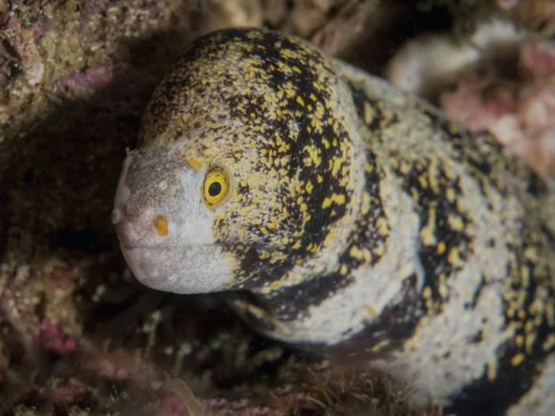 Snowflake Eel