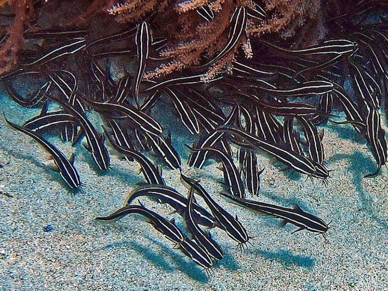 striped eel catfish