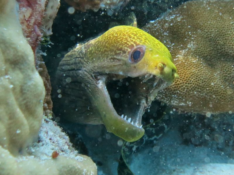 Undulated Moray Eel