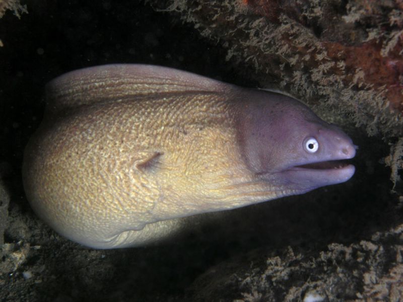 White-eyed Moray Eel