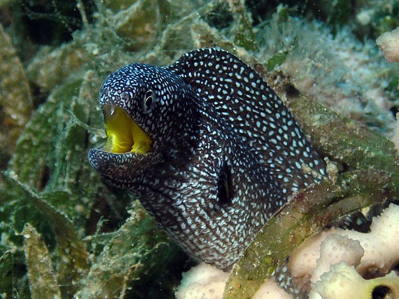 Yellowmouth Moray Eel