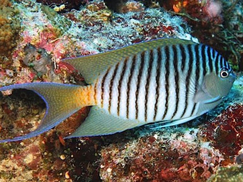 AngelFish