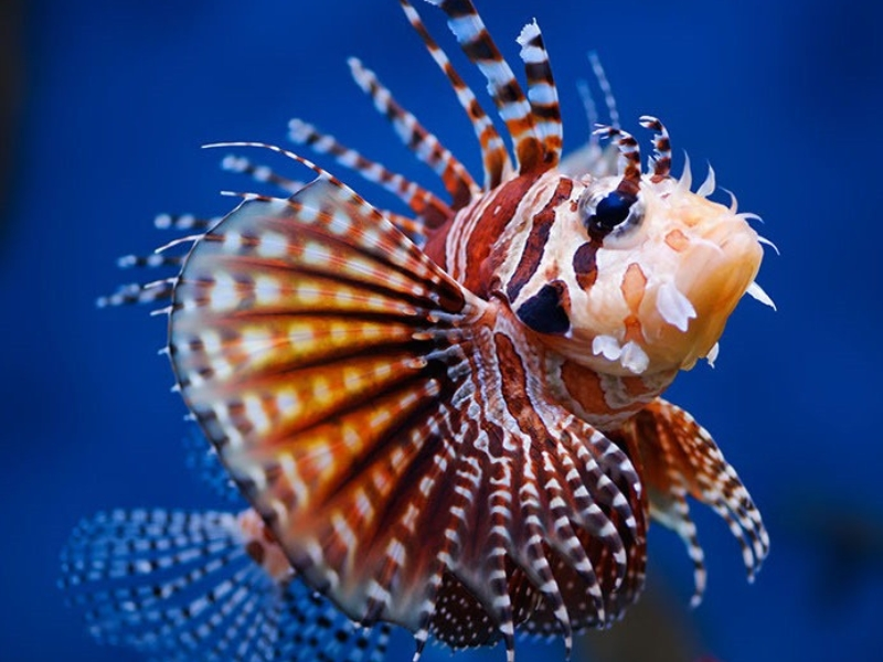 ZEBRA LIONFISH