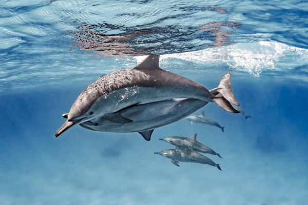 Satayah-dolphin